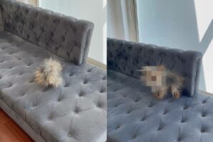 ソファの上にヤマアラシがいる？！と思ったら・・・、振り向いたその姿にビックリ！！【海外・動画】