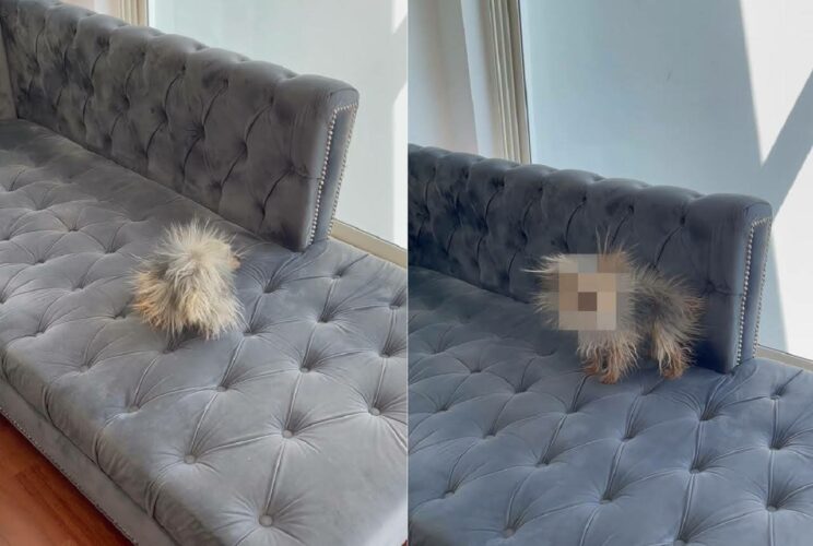 ソファの上にヤマアラシがいる？！と思ったら・・・、振り向いたその姿にビックリ！！【海外・動画】