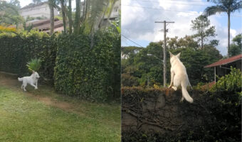 家の前を通り過ぎる車をお見送りする愛犬。門の前を車が走ったら・・、ダッシュで庭を駆け塀を駆け上がり、身を乗り出してます!!【海外・動画】