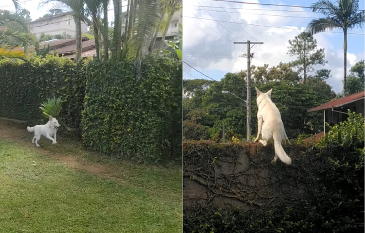 家の前を通り過ぎる車をお見送りする愛犬。門の前を車が走ったら・・、ダッシュで庭を駆け塀を駆け上がり、身を乗り出してます！！【海外・動画】