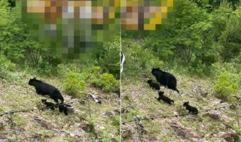 山中を悠々と闊歩する親子のクマたち。だけどそこは・・、意外過ぎる場所の真下だったのです!!【アメリカ・動画】