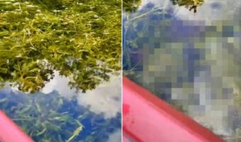 カヤックで水草生い茂る中をのんびり進んでいたら・・。突如あらわれた『巨大な危険生物』にビックリ！！【アメリカ・動画】