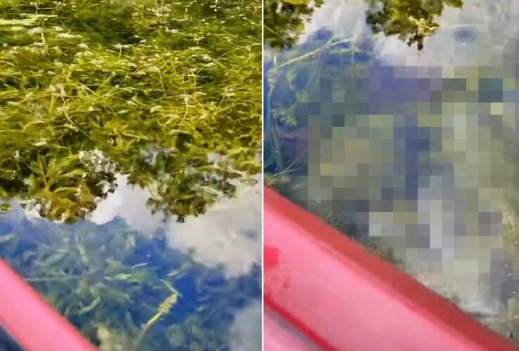 カヤックで水草生い茂る中をのんびり進んでいたら・・。突如あらわれた『巨大な危険生物』にビックリ！！【アメリカ・動画】