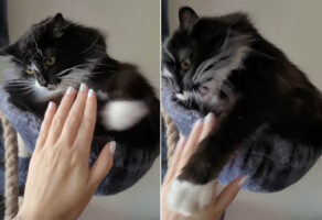 ナデナデさせてくれない猫。むしろ、飼い主さんの手を執拗に狙い猫パンチしようとする姿が愛らしい【海外・動画】