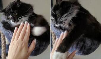 ナデナデさせてくれない猫。むしろ、飼い主さんの手を執拗に狙い猫パンチしようとする姿が愛らしい【海外・動画】