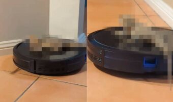 ロボット掃除機を乗りこなしているのは・・、犬や猫ではなく『意外な生き物』！その姿は優雅にドライブをしているみたいです【海外・動画】