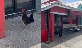 なにかを訴え出るつもりでやって来たのか・・。ニワトリたちが姿をあらわした『因縁のあるお店』とは？！【海外・動画】