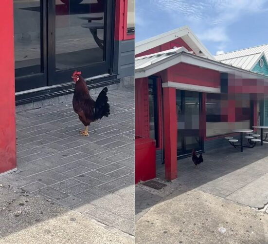 なにかを訴え出るつもりでやって来たのか・・。ニワトリたちが姿をあらわした『因縁のあるお店』とは？！【海外・動画】