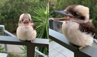 フワフワまんまるフォルムでただでさえかわいいワライカワセミのヒナ。笑顔を向けてくれているかのような姿がかわいすぎる!!【海外・動画】