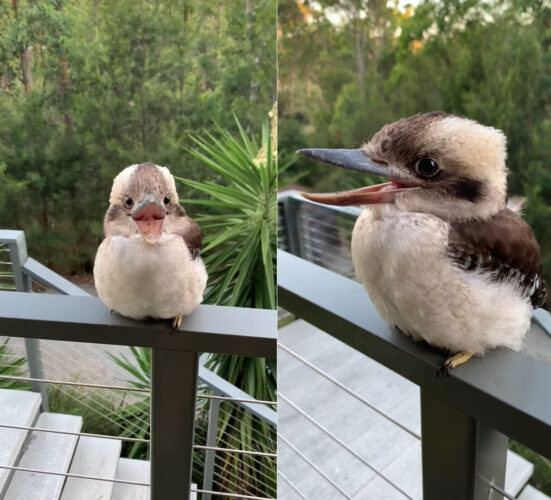 フワフワまんまるフォルムでただでさえかわいいワライカワセミのヒナ。笑顔を向けてくれているかのような姿がかわいすぎる！！【海外・動画】