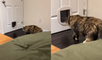 これには猫も飼い主さんもビックリ！新しいペットドアに警戒している愛猫。ゆっくり進みいざ潜ろうとしたその時、肝を冷やすことが！【海外・動画】