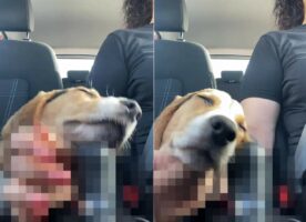 ドライブ中におネムになった愛犬。枕に選んだその場所にビックリ・・・！！これは運転するのに困ってしまいます【海外・動画】