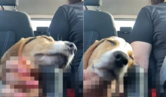 ドライブ中におネムになった愛犬。枕に選んだその場所にビックリ・・・！！これは運転するのに困ってしまいます【海外・動画】