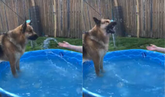 プールで飼い主さんと遊ぶシェパード。パシャパシャと水をかけられると、その直後まさかの行動に打って出ました・・!【アメリカ・動画】