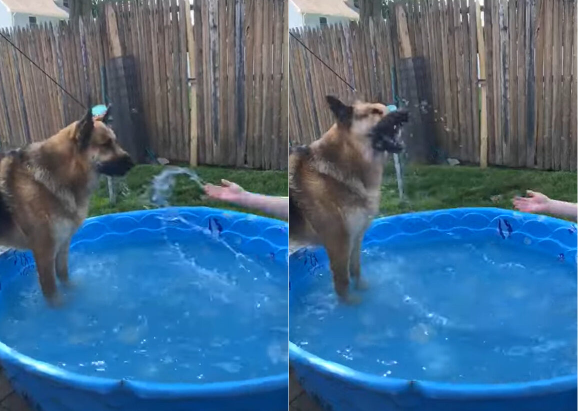 プールで飼い主さんと遊ぶシェパード。パシャパシャと水をかけられると、その直後まさかの行動に打って出ました・・！【アメリカ・動画】