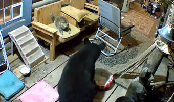 猫も暮らすログハウスにクマが現れた!孤軍奮闘することになった猫ですが、負けん気が強いこの子は一歩も引きません!!【アメリカ・動画】