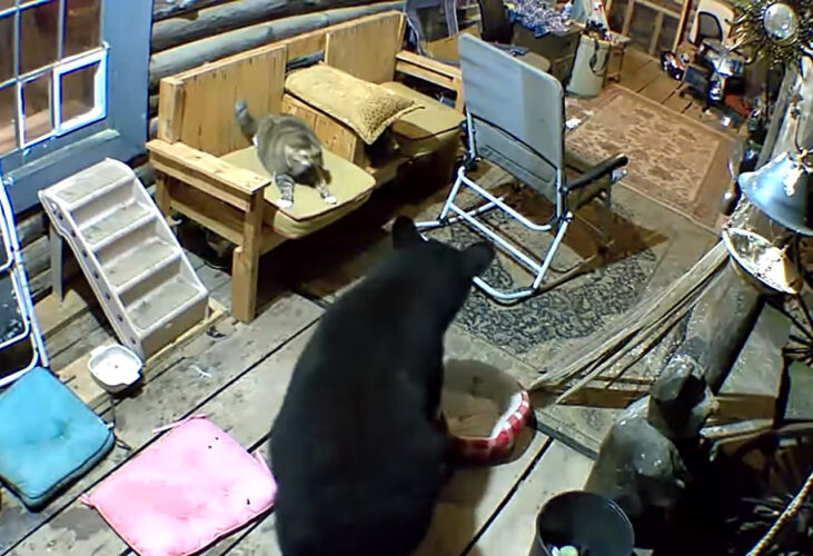 猫も暮らすログハウスにクマが現れた！孤軍奮闘することになった猫ですが、負けん気が強いこの子は一歩も引きません！！【アメリカ・動画】