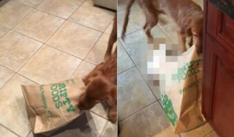 キッチンの紙袋を引っ張るゴールデンアイリッシュの子犬。買い物してきたものを漁ろうとしているのかと思いきや、出てきたのは・・【海外・動画】