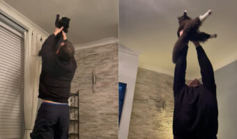 協力し合う男性と猫。ふたりは天井近くにいる虫を捕らえたいようですが・・、果たして捕まえることができるのでしょうか？【海外・動画】