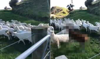 走って移動している真っ白な毛をしたヒツジの群れ。あれ?一頭だけ毛の色からして全く違う子が紛れ込んでいるぞ??【海外・動画】