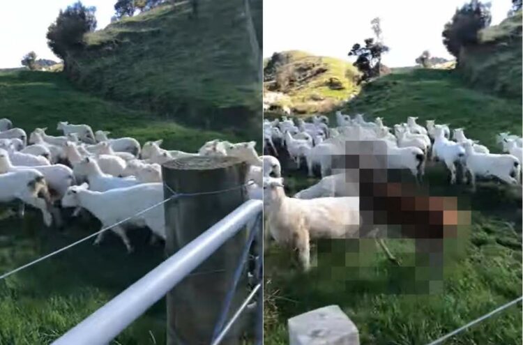 走って移動している真っ白な毛をしたヒツジの群れ。あれ？一頭だけ毛の色からして全く違う子が紛れ込んでいるぞ？？【海外・動画】