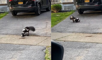 スカンクのお母さんがんばる！よちよち歩きの赤ちゃんたちをくわえては移動させてを繰り返し・・、ゆっくりながら確実に前進していっています！！