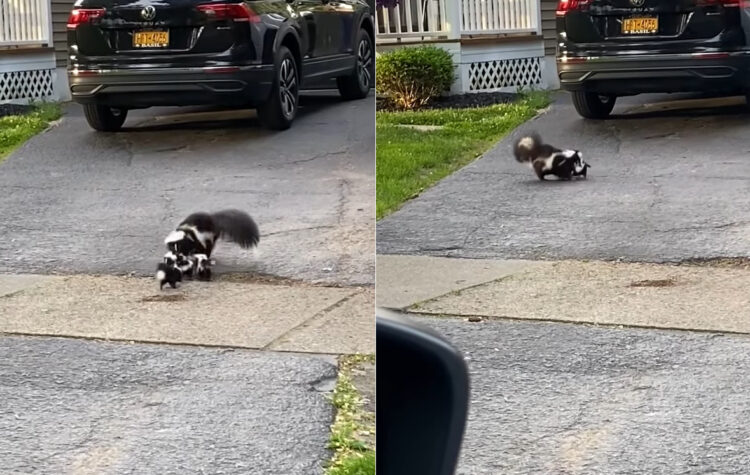 スカンクのお母さんがんばる！よちよち歩きの赤ちゃんたちをくわえては移動させてを繰り返し・・、ゆっくりながら確実に前進していっています！！