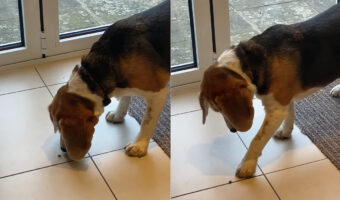 床にいる虫を注視するビーグル。もぞもぞ動くのが気になって仕方がないのか、触れるか触れないかの位置へ前足を伸ばすのですが・・【海外・動画】