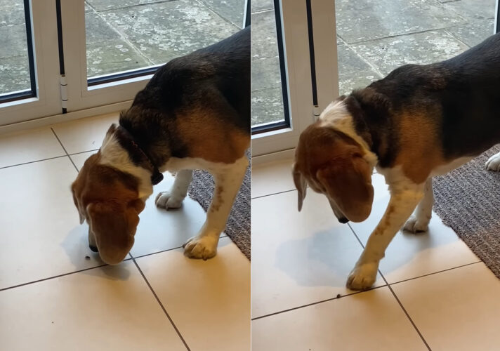 床にいる虫を注視するビーグル。もぞもぞ動くのが気になって仕方がないのか、触れるか触れないかの位置へ前足を伸ばすのですが・・【海外・動画】