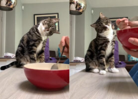 「ニャんで顔をお皿に寄せないんだろ？」飼い主さんの食事風景を、首を傾げながら眺める猫のリアクションが愛らしすぎる！！【海外・動画】