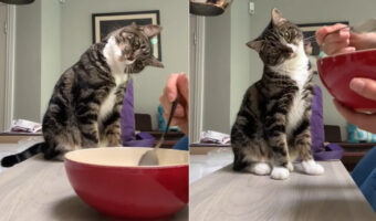 「ニャんで顔をお皿に寄せないんだろ?」飼い主さんの食事風景を、首を傾げながら眺める猫のリアクションが愛らしすぎる!!【海外・動画】