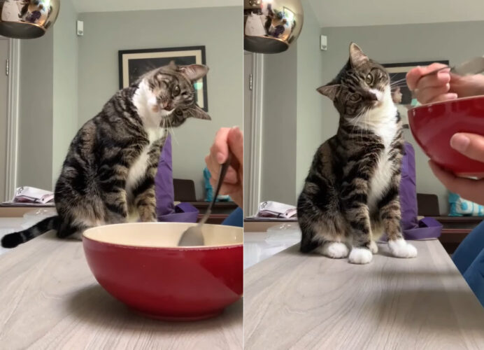 「ニャんで顔をお皿に寄せないんだろ？」飼い主さんの食事風景を、首を傾げながら眺める猫のリアクションが愛らしすぎる！！【海外・動画】