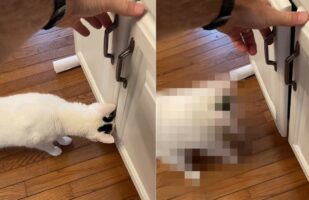 キャビネットの扉の隙間を覗き込もうとしている猫。この子のために扉を開けてあげたのですが・・、大きなお世話になってしまいました【アメリカ・動画】