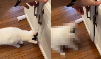 キャビネットの扉の隙間を覗き込もうとしている猫。この子のために扉を開けてあげたのですが・・、大きなお世話になってしまいました【アメリカ・動画】