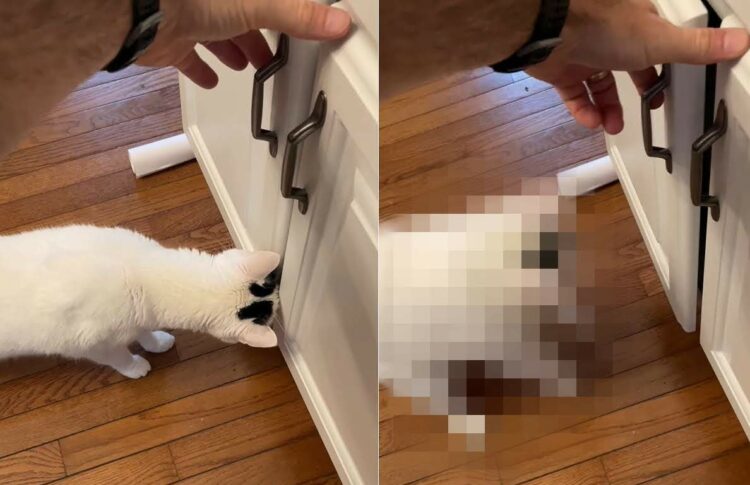 キャビネットの扉の隙間を覗き込もうとしている猫。この子のために扉を開けてあげたのですが・・、大きなお世話になってしまいました【アメリカ・動画】