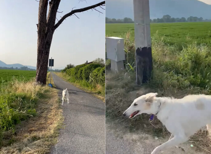 全速力で走ってくるボルゾイ。かっこいい姿を見せてくれましたが、全速力で走りすぎてカーブに差し掛かった所でアクシデントが！！【海外・動画】