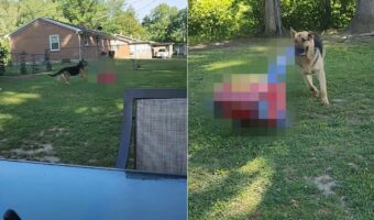 庭を元気に、楽しそうに走り回るジャーマンシェパード。その口には意外なオモチャが・・！！【アメリカ・動画】