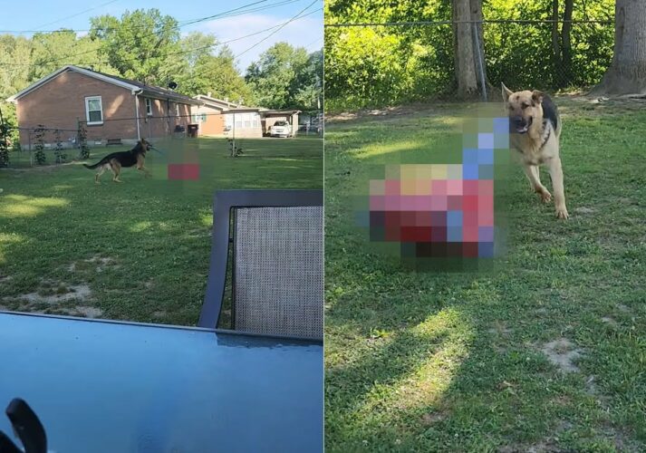 庭を元気に、楽しそうに走り回るジャーマンシェパード。その口には意外なオモチャが・・！！【アメリカ・動画】