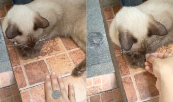コイントリックを披露してもらった猫。コインを渡された次の瞬間・・・！！ビックリするテクニックを披露しました【海外・動画】