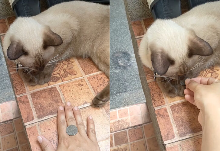 コイントリックを披露してもらった猫。コインを渡された次の瞬間・・・！！ビックリするテクニックを披露しました【海外・動画】