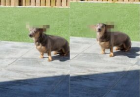 ある晴れた日のこと。庭に出ていたダックスフンドが、風を受けて「ダンボ」のように空を舞いそうな姿を見せました！！【海外・動画】