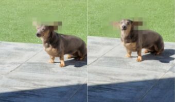 ある晴れた日のこと。庭に出ていたダックスフンドが、風を受けて「ダンボ」のように空を舞いそうな姿を見せました!!【海外・動画】