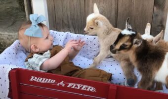 農場へ毎朝子ヤギに会うために連れてきてもらっている赤ちゃん。子ヤギたちとわちゃわちゃしていて楽しそう!!【アメリカ・動画】