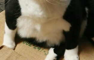 ご立腹の猫様 フォルムが怒ったおにぎりみたいになってしまった！その姿が「カワイイ」「貫禄が凄い」と話題に！