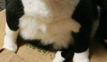 ご立腹の猫様 フォルムが怒ったおにぎりみたいになってしまった!その姿が「カワイイ」「貫禄が凄い」と話題に!