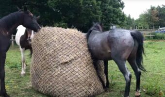 干し草を食べたい?それとも大好きの感情があふれた?馬たちは牧草ロールに対して様々なリアクションを見せてくれました【海外・動画】