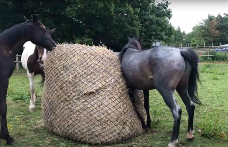 干し草を食べたい？それとも大好きの感情があふれた？馬たちは牧草ロールに対して様々なリアクションを見せてくれました【海外・動画】