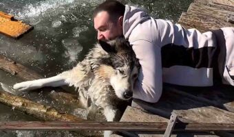 氷が張った池から脱出できなくなったハスキー犬。男性による懸命の愛犬の救出活動を繰り広げられました