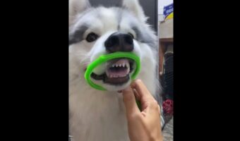 かわいい顔をしてほしかったけど、NGにした顔の方が好評だった!?穴に顔を入れるハスキーの動画のNGシーンに反響