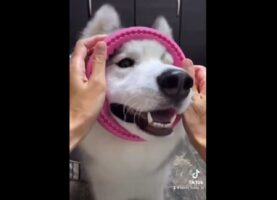 【人気の顔はめ動画】ハスキーが目をつぶってお顔をエイッと入れる瞬間をまとめた動画が話題に！